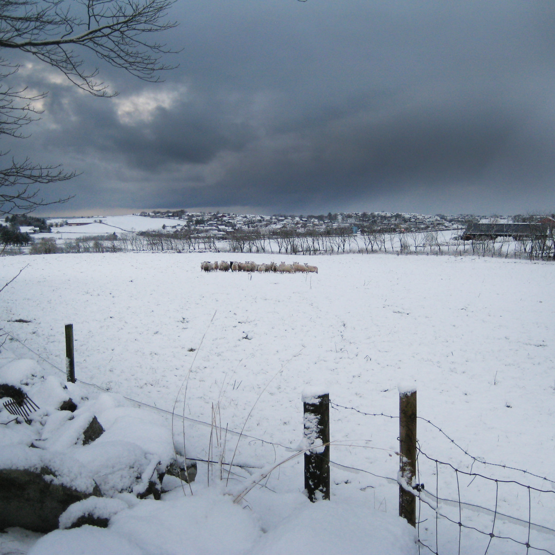 Sau i snø på Særheim 2018-01-17 FotoAneHarestad (1)